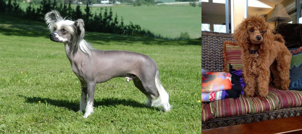 Miniature Poodle vs Chinese Crested Dog - Breed Comparison