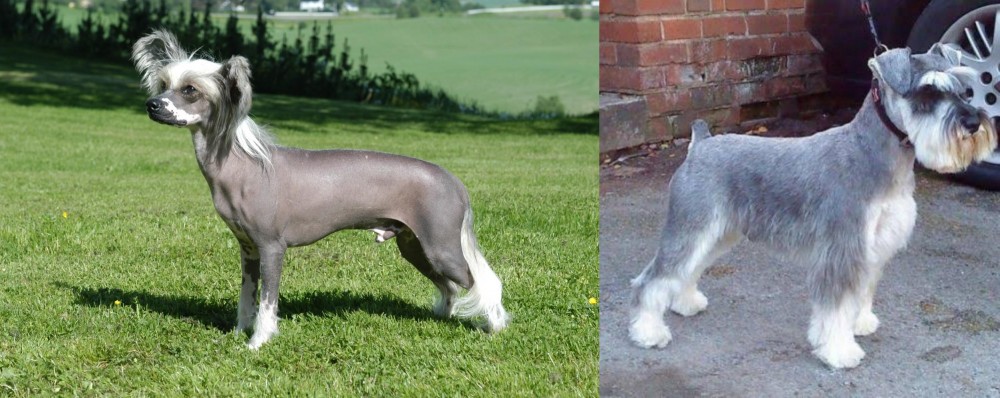Miniature Schnauzer vs Chinese Crested Dog - Breed Comparison