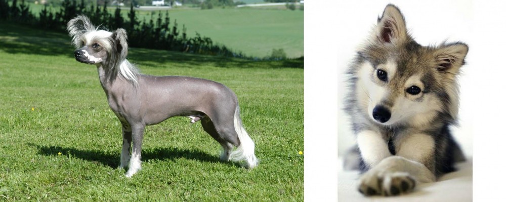Miniature Siberian Husky vs Chinese Crested Dog - Breed Comparison