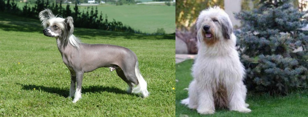 Mioritic Sheepdog vs Chinese Crested Dog - Breed Comparison