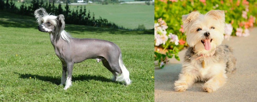 Morkie vs Chinese Crested Dog - Breed Comparison