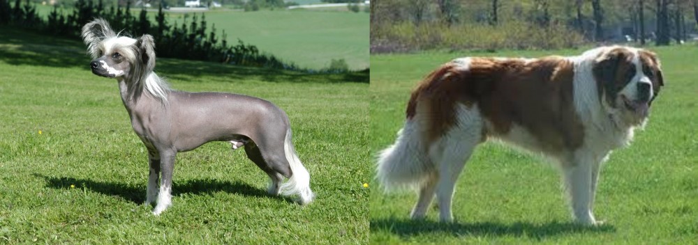Moscow Watchdog vs Chinese Crested Dog - Breed Comparison