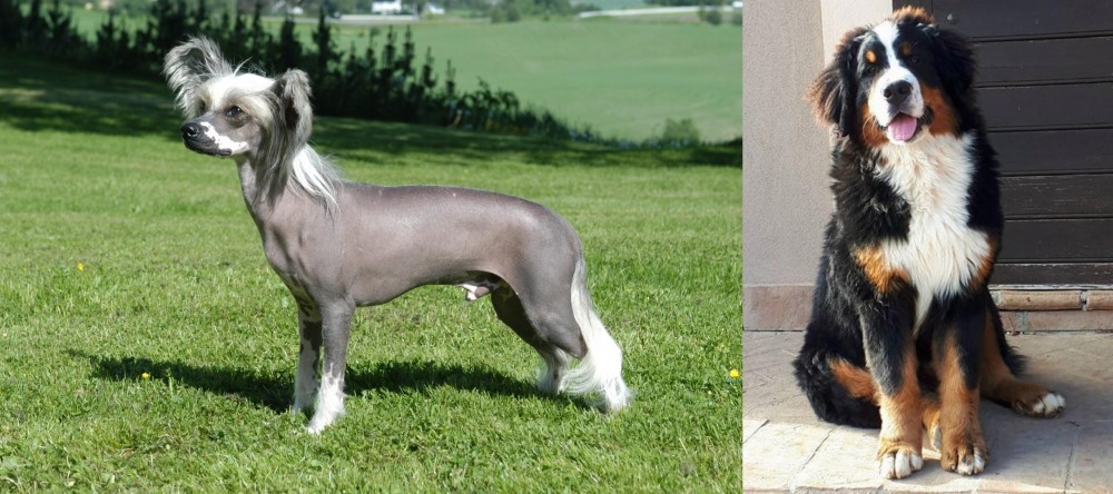 Mountain Burmese vs Chinese Crested Dog - Breed Comparison
