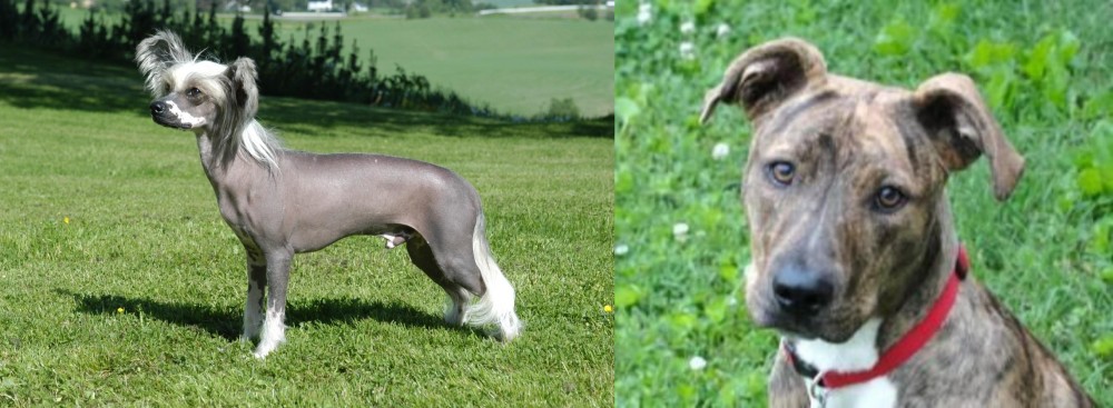 Mountain Cur vs Chinese Crested Dog - Breed Comparison