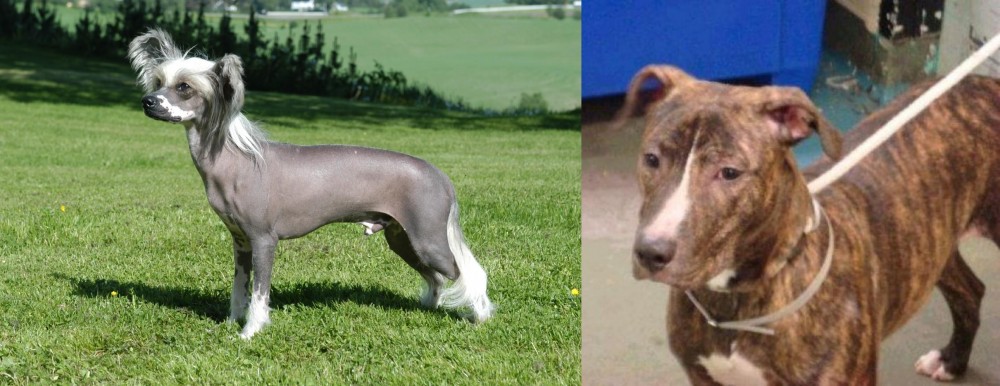 Mountain View Cur vs Chinese Crested Dog - Breed Comparison