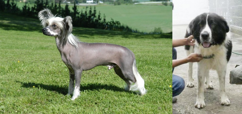 Mucuchies vs Chinese Crested Dog - Breed Comparison