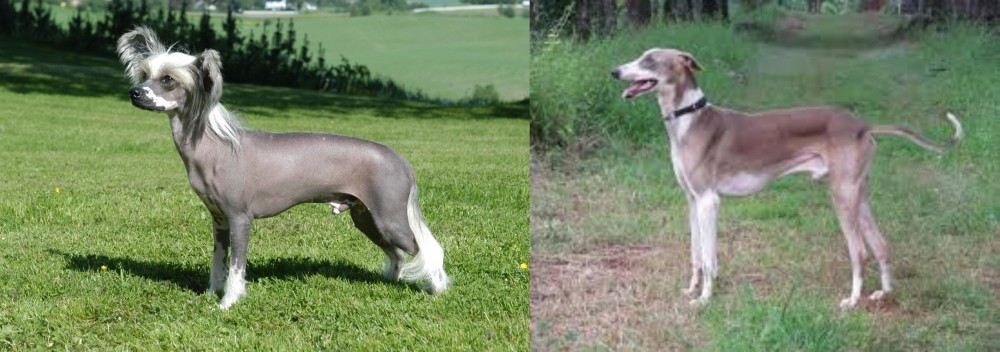 Mudhol Hound vs Chinese Crested Dog - Breed Comparison