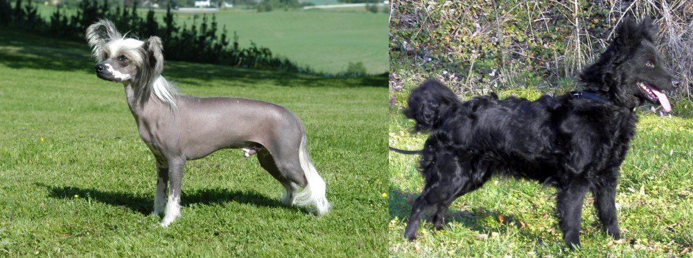 Mudi vs Chinese Crested Dog - Breed Comparison