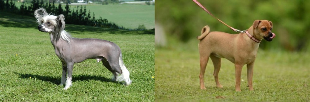 Muggin vs Chinese Crested Dog - Breed Comparison