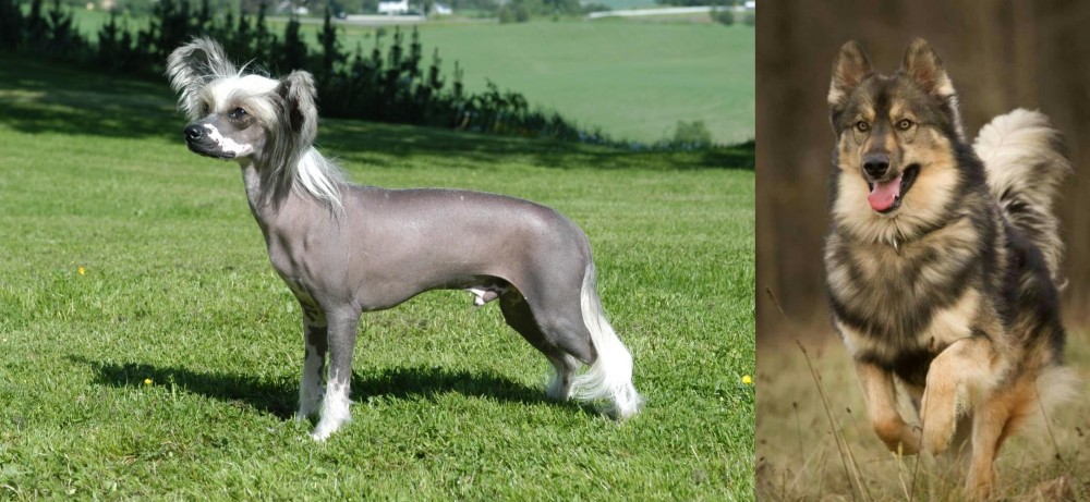 Native American Indian Dog vs Chinese Crested Dog - Breed Comparison