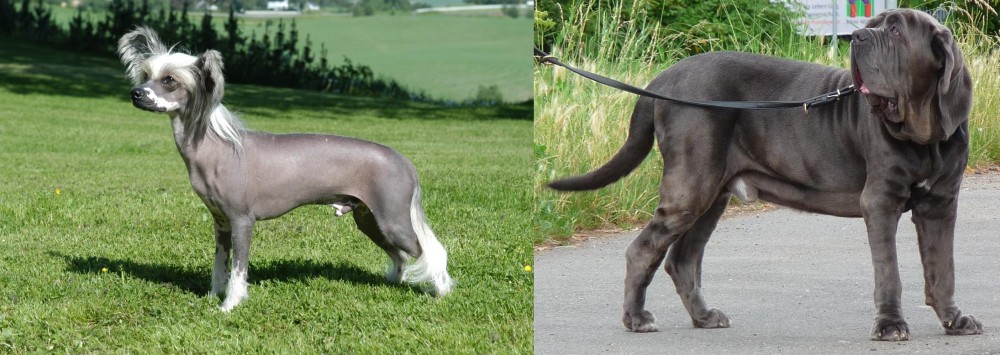 Neapolitan Mastiff vs Chinese Crested Dog - Breed Comparison