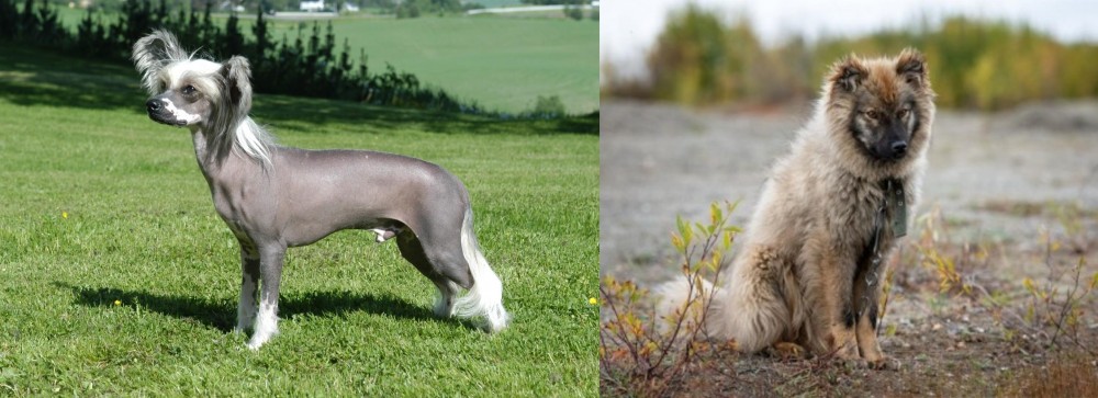 Nenets Herding Laika vs Chinese Crested Dog - Breed Comparison