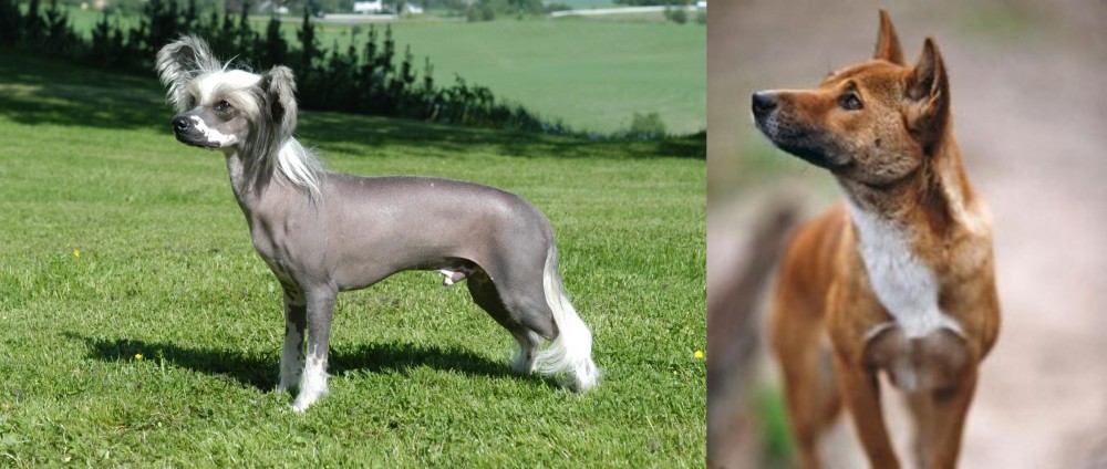 New Guinea Singing Dog vs Chinese Crested Dog - Breed Comparison
