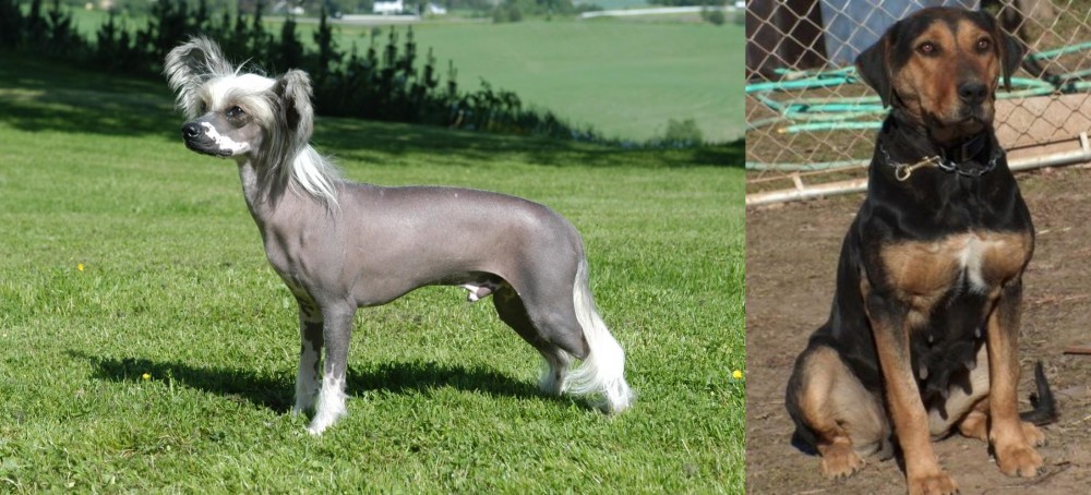 New Zealand Huntaway vs Chinese Crested Dog - Breed Comparison