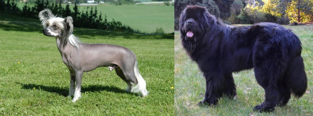 Newfoundland Dog vs Chinese Crested Dog - Breed Comparison