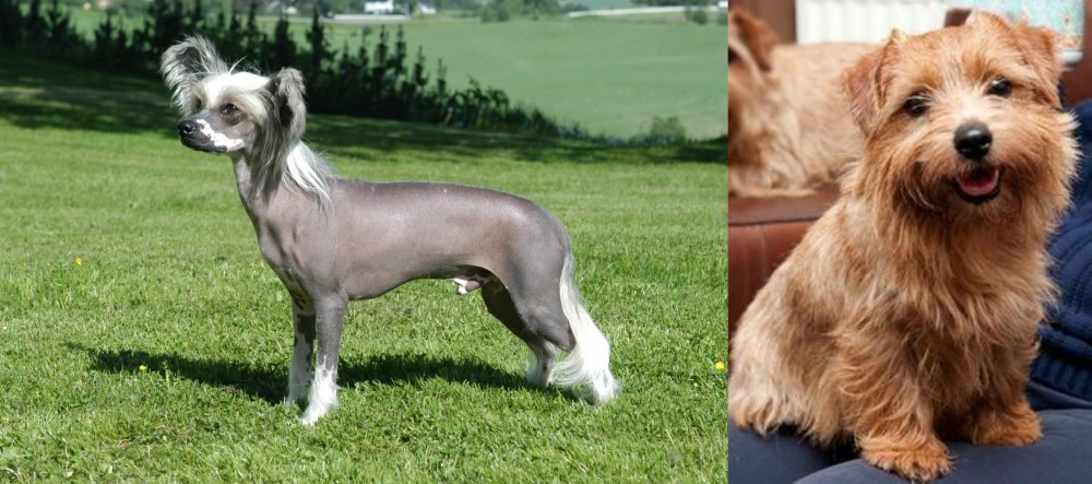 Norfolk Terrier vs Chinese Crested Dog - Breed Comparison