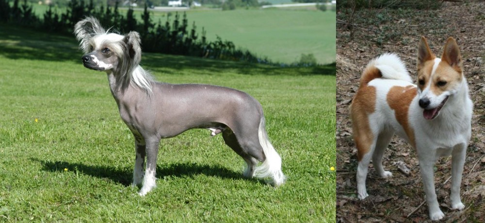 Norrbottenspets vs Chinese Crested Dog - Breed Comparison