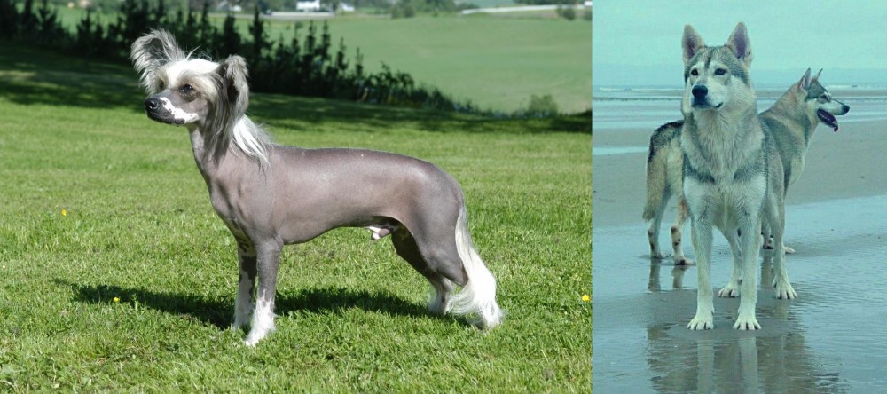 Northern Inuit Dog vs Chinese Crested Dog - Breed Comparison