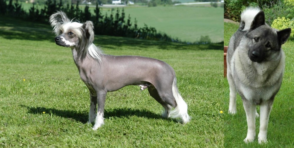 Norwegian Elkhound vs Chinese Crested Dog - Breed Comparison