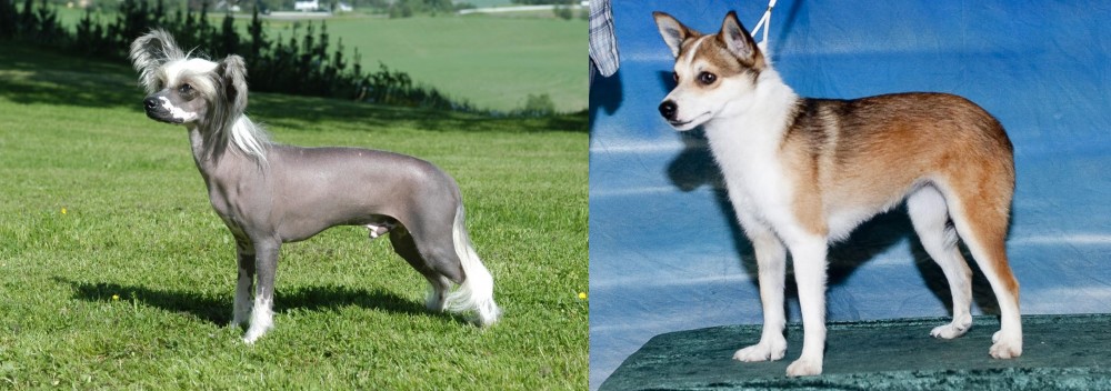 Norwegian Lundehund vs Chinese Crested Dog - Breed Comparison