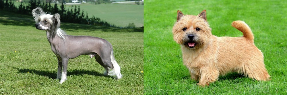 Nova Scotia Duck-Tolling Retriever vs Chinese Crested Dog - Breed Comparison