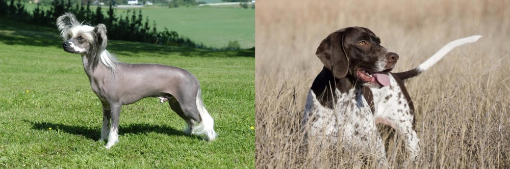 Old Danish Pointer vs Chinese Crested Dog - Breed Comparison