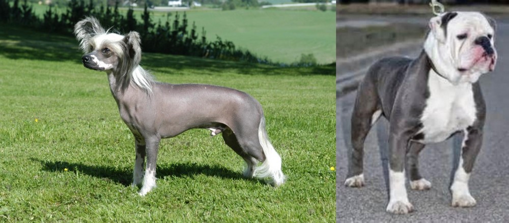 Old English Bulldog vs Chinese Crested Dog - Breed Comparison