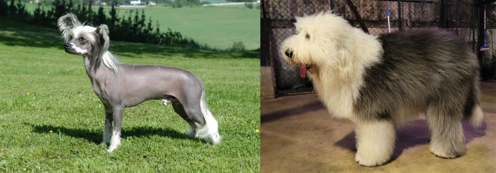 Old English Sheepdog vs Chinese Crested Dog - Breed Comparison