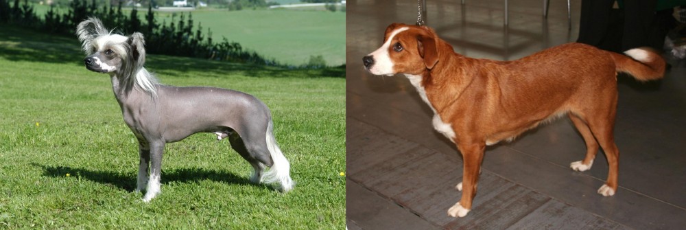 Osterreichischer Kurzhaariger Pinscher vs Chinese Crested Dog - Breed Comparison