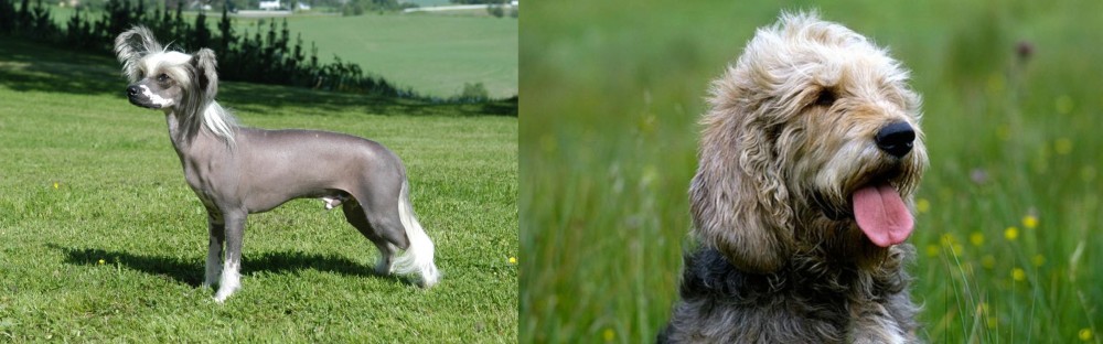 Otterhound vs Chinese Crested Dog - Breed Comparison