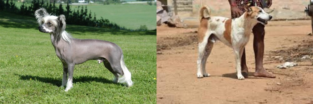Pandikona vs Chinese Crested Dog - Breed Comparison