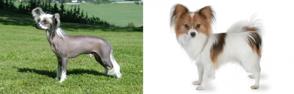 Papillon vs Chinese Crested Dog - Breed Comparison
