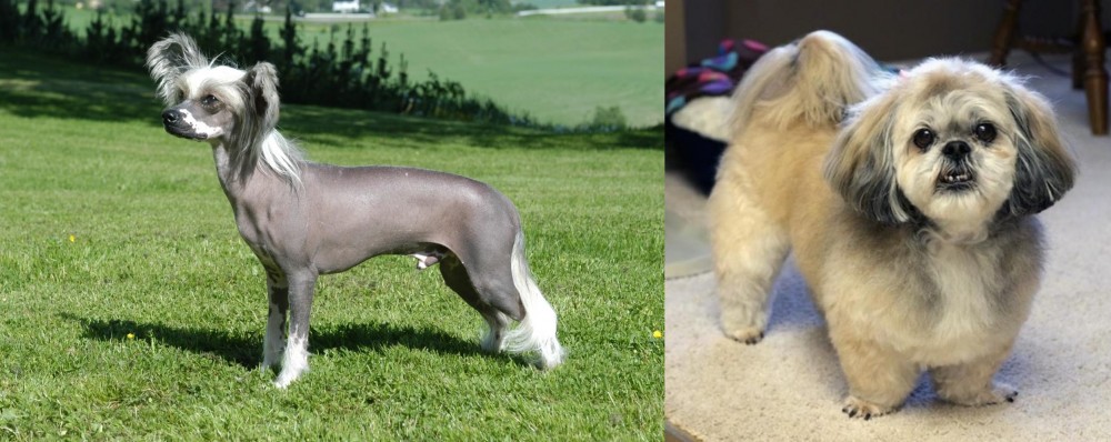 PekePoo vs Chinese Crested Dog - Breed Comparison