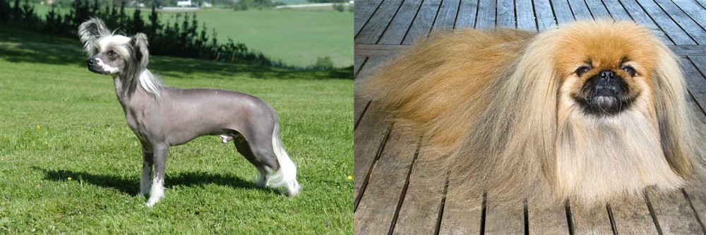 Pekingese vs Chinese Crested Dog - Breed Comparison
