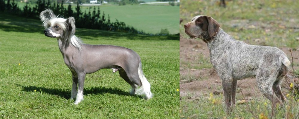 Perdiguero de Burgos vs Chinese Crested Dog - Breed Comparison