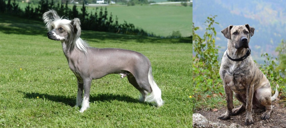 Perro Cimarron vs Chinese Crested Dog - Breed Comparison