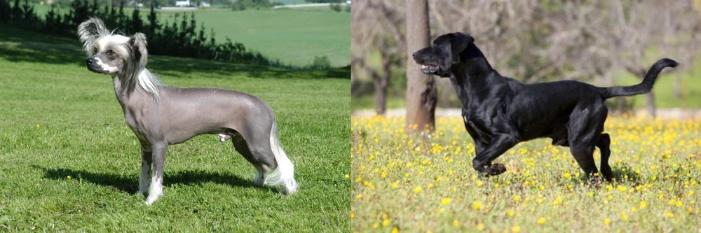 Perro de Pastor Mallorquin vs Chinese Crested Dog - Breed Comparison