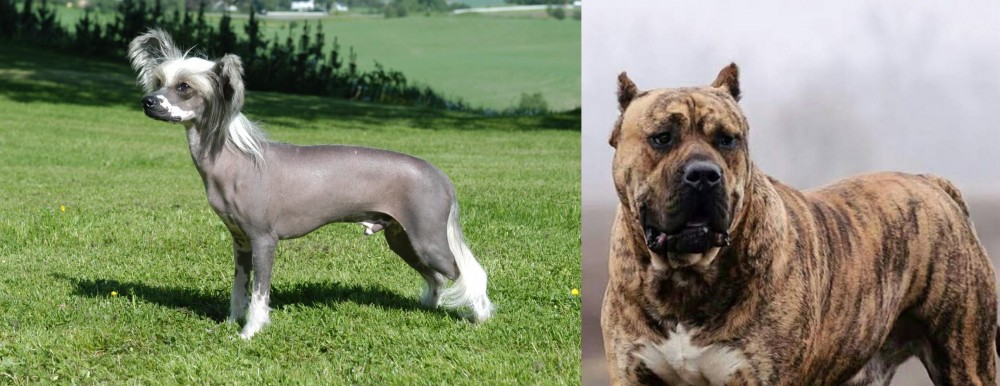 Perro de Presa Canario vs Chinese Crested Dog - Breed Comparison