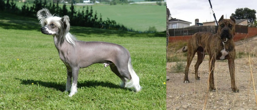 Perro de Toro vs Chinese Crested Dog - Breed Comparison