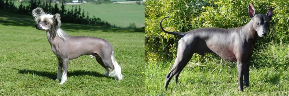 Peruvian Hairless vs Chinese Crested Dog - Breed Comparison