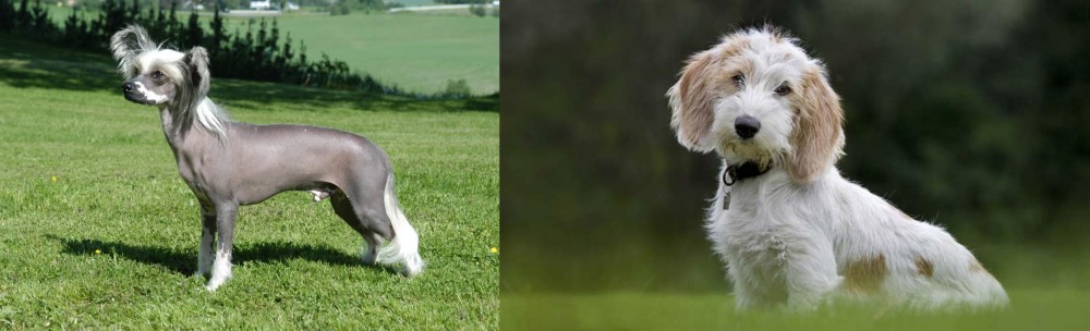 Petit Basset Griffon Vendeen vs Chinese Crested Dog - Breed Comparison