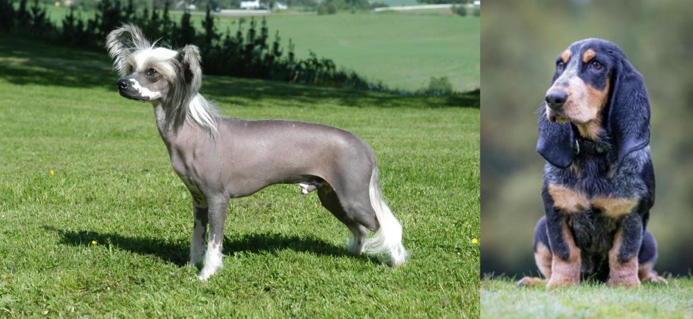 Petit Bleu de Gascogne vs Chinese Crested Dog - Breed Comparison