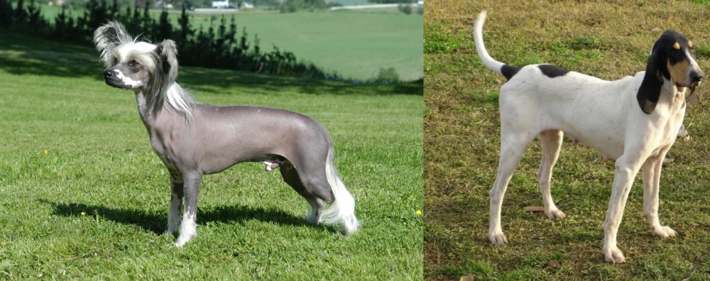 Petit Gascon Saintongeois vs Chinese Crested Dog - Breed Comparison