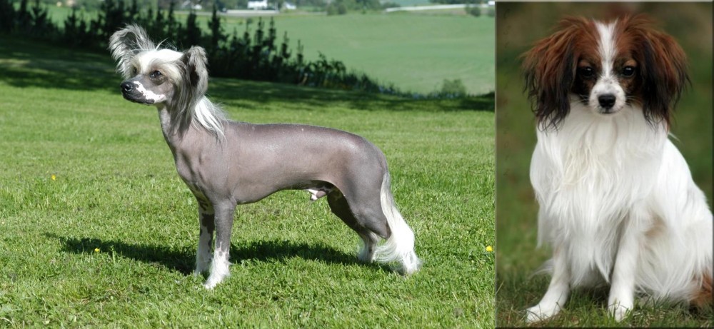 Phalene vs Chinese Crested Dog - Breed Comparison