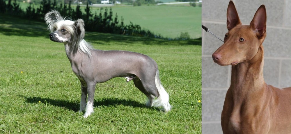 Pharaoh Hound vs Chinese Crested Dog - Breed Comparison