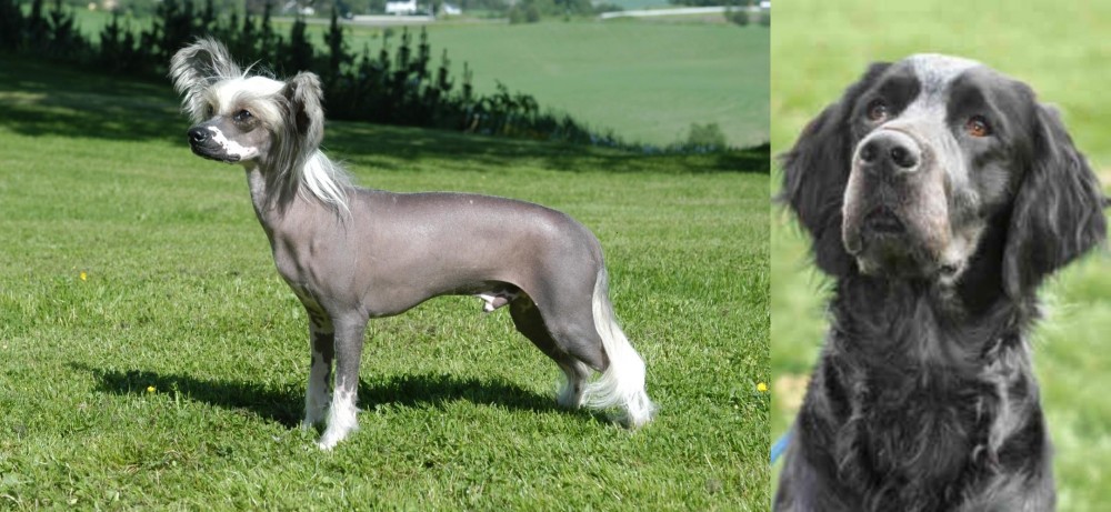Picardy Spaniel vs Chinese Crested Dog - Breed Comparison