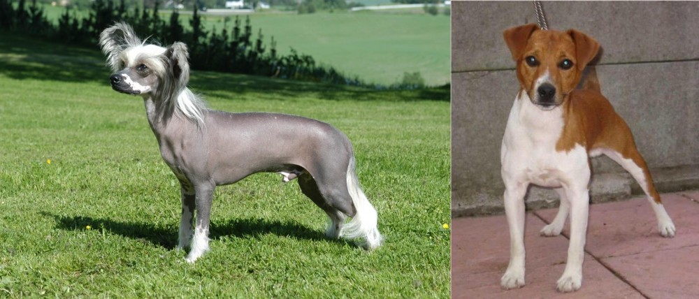 Plummer Terrier vs Chinese Crested Dog - Breed Comparison