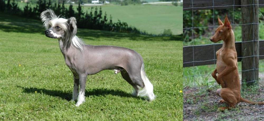 Podenco Andaluz vs Chinese Crested Dog - Breed Comparison