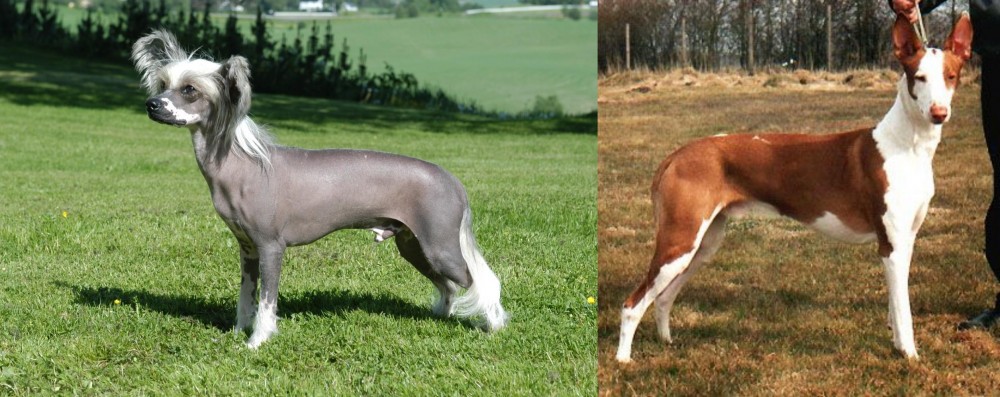 Podenco Canario vs Chinese Crested Dog - Breed Comparison