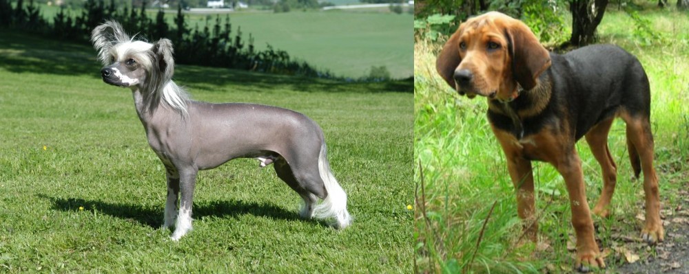 Polish Hound vs Chinese Crested Dog - Breed Comparison